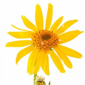 Arnica