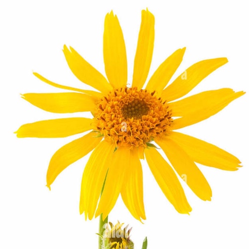 Arnica