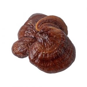 Cogumelo Reishi