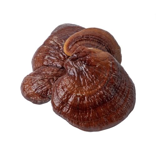 Reishi