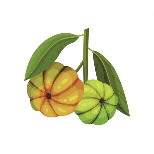 Garcinia Cambogia