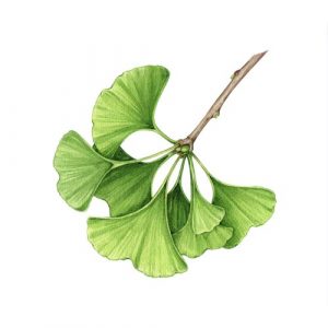 Ginkgo Biloba
