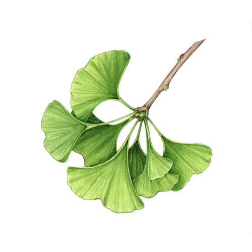 Ginkgo Biloba