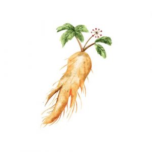 Ginseng