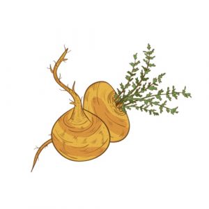 Maca